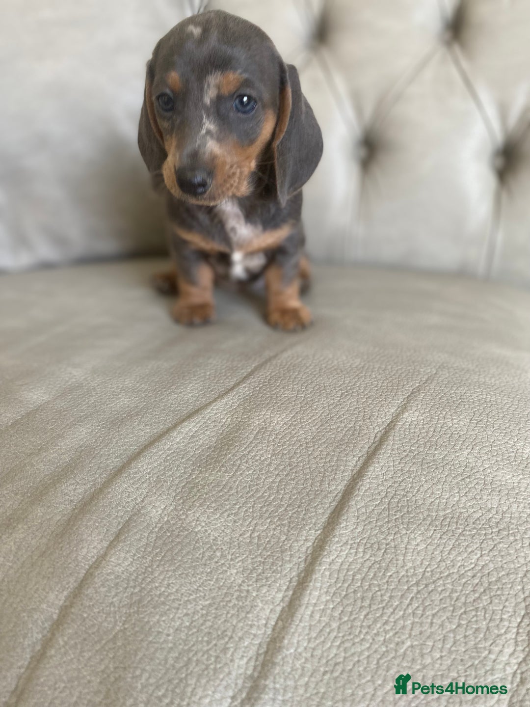 Miniature Dachshund dogs for sale: Miniture dachshund puppies - Image 25