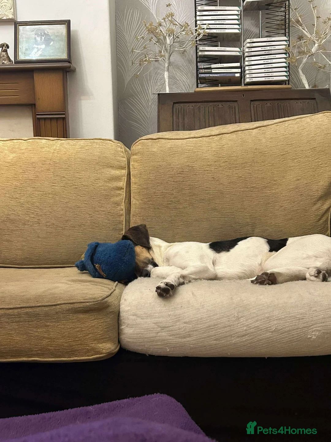 Mixed Breed dogs for adoption: Nora is looking for a loving forever home in Withernsea - Advert 20