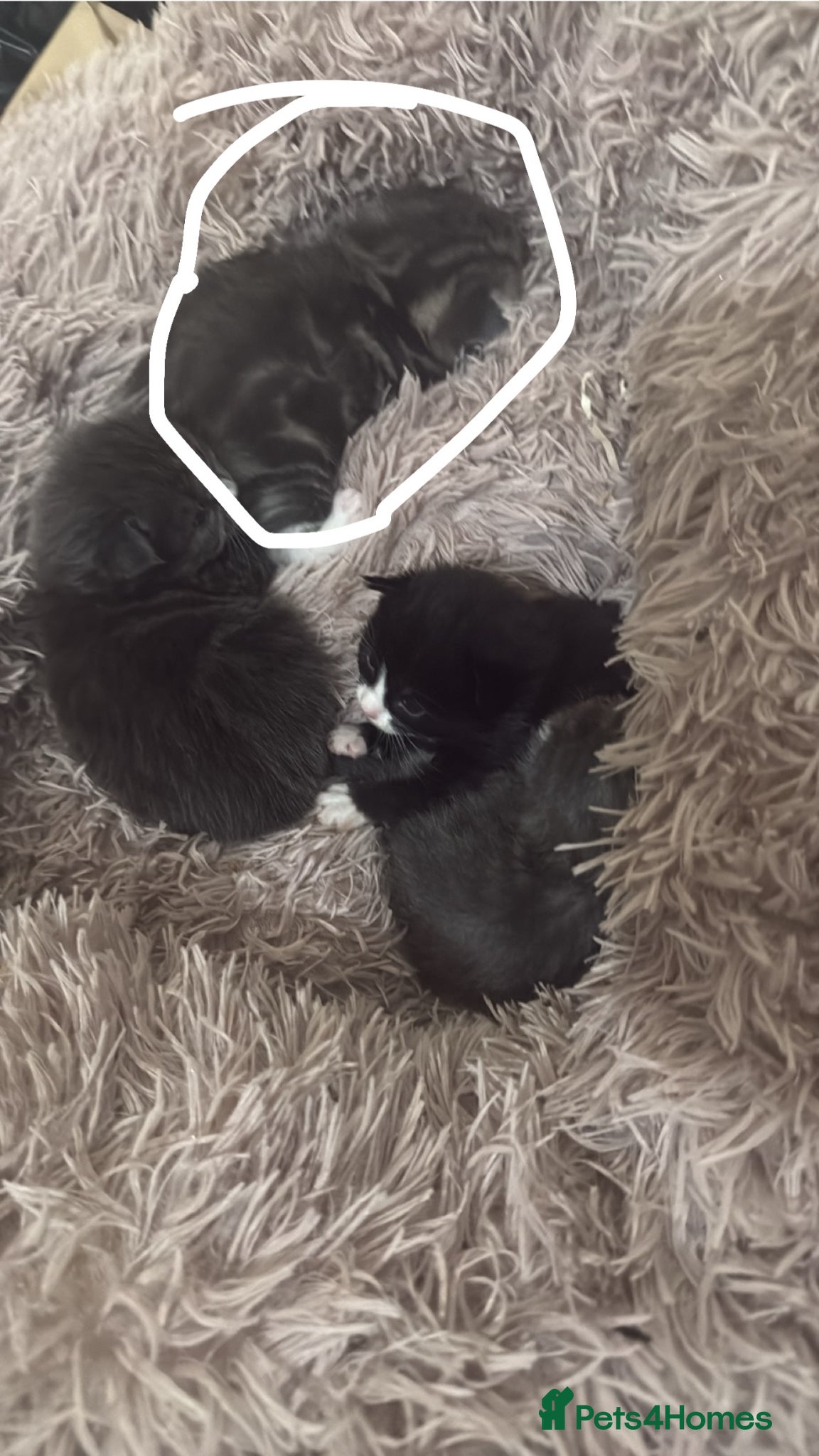 Russian Blue cats Russian blues - Advert 8