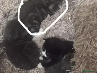 Russian Blue cats Russian blues - Advert 10