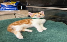 Turkish Angora cats for sale: Turkish Angora x kittens - Image 2