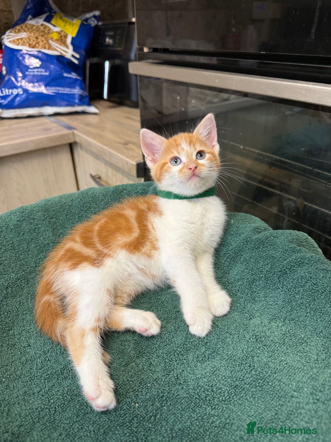 Turkish Angora cats for sale: Turkish Angora x kittens - Image 2