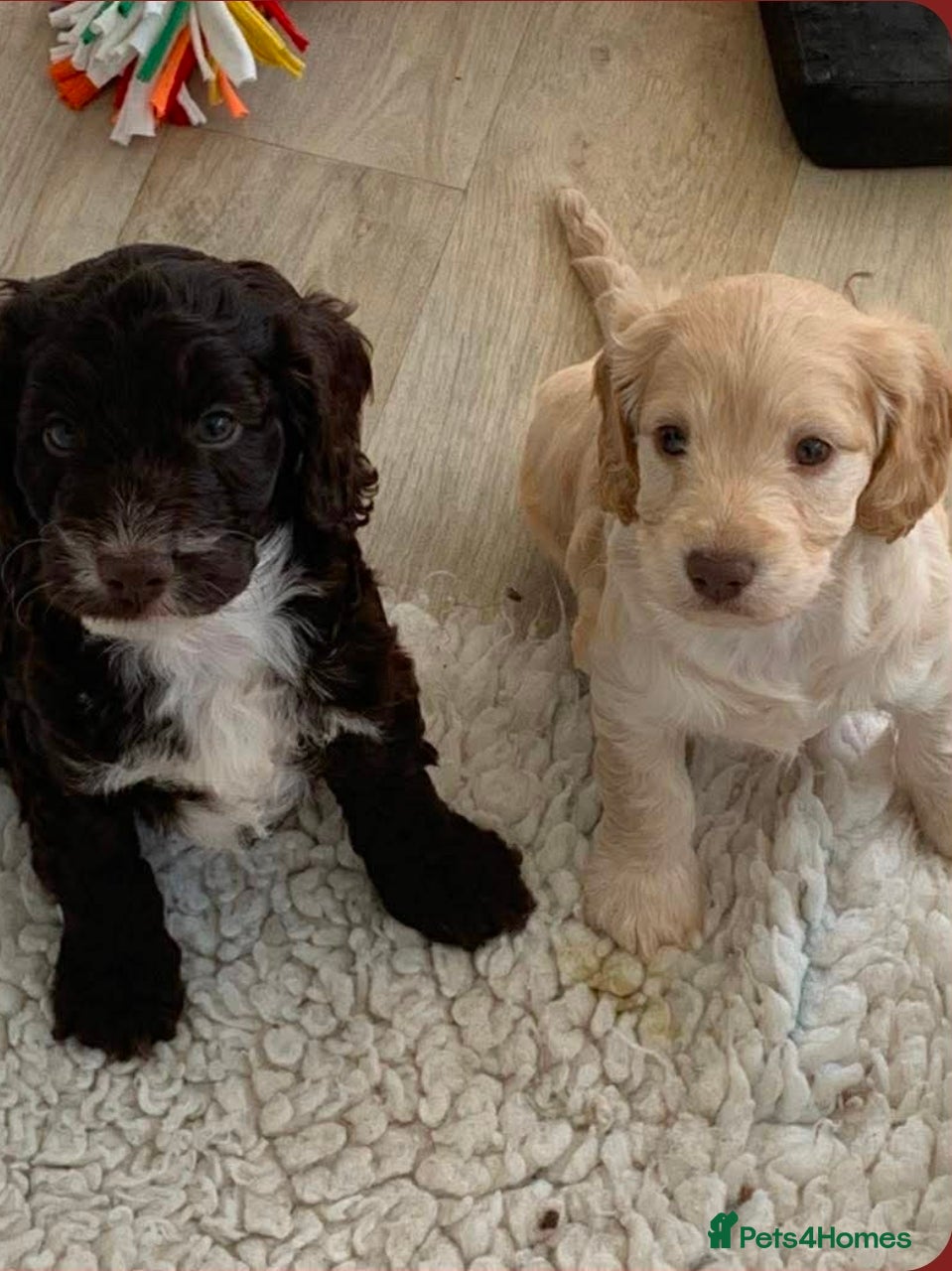 Cockapoo dogs F1 cockerpoo puppies - Advert 1