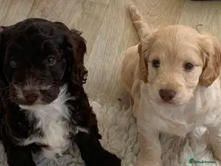 Cockapoo dogs F1 cockerpoo puppies - Advert 1