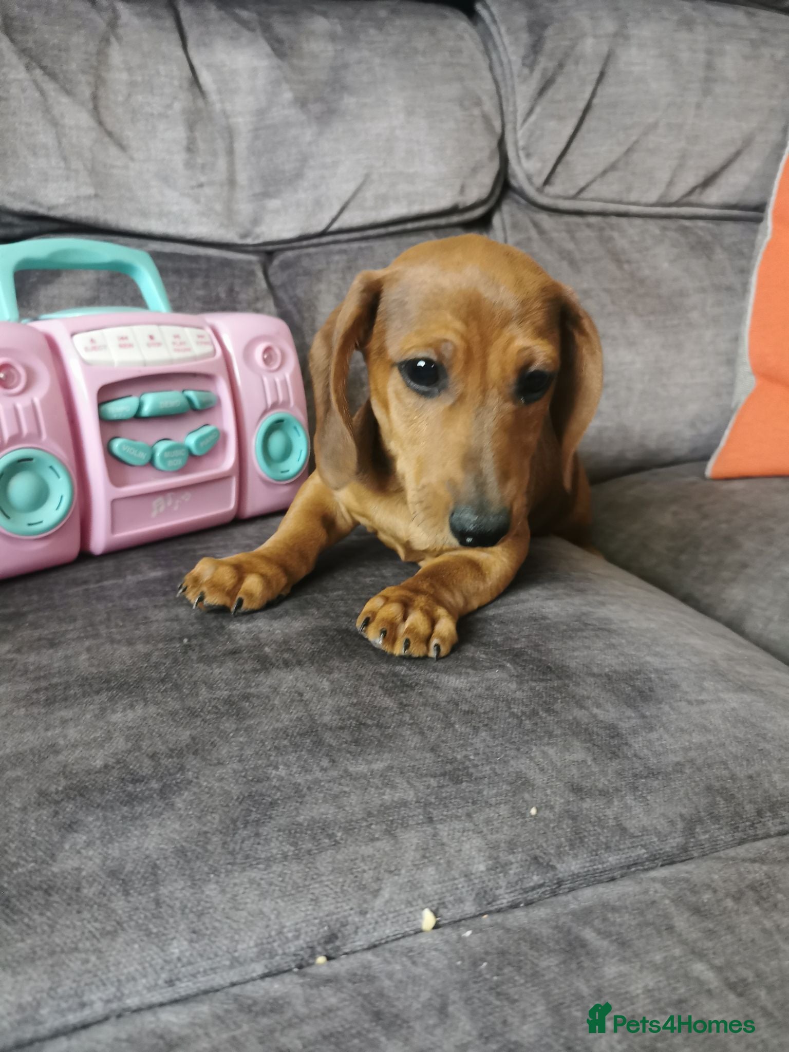 Dachshund dogs  Unusual Playful miniature Dachshound pups  - Advert 2