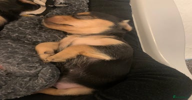 Mixed Breed dogs - Advert 8