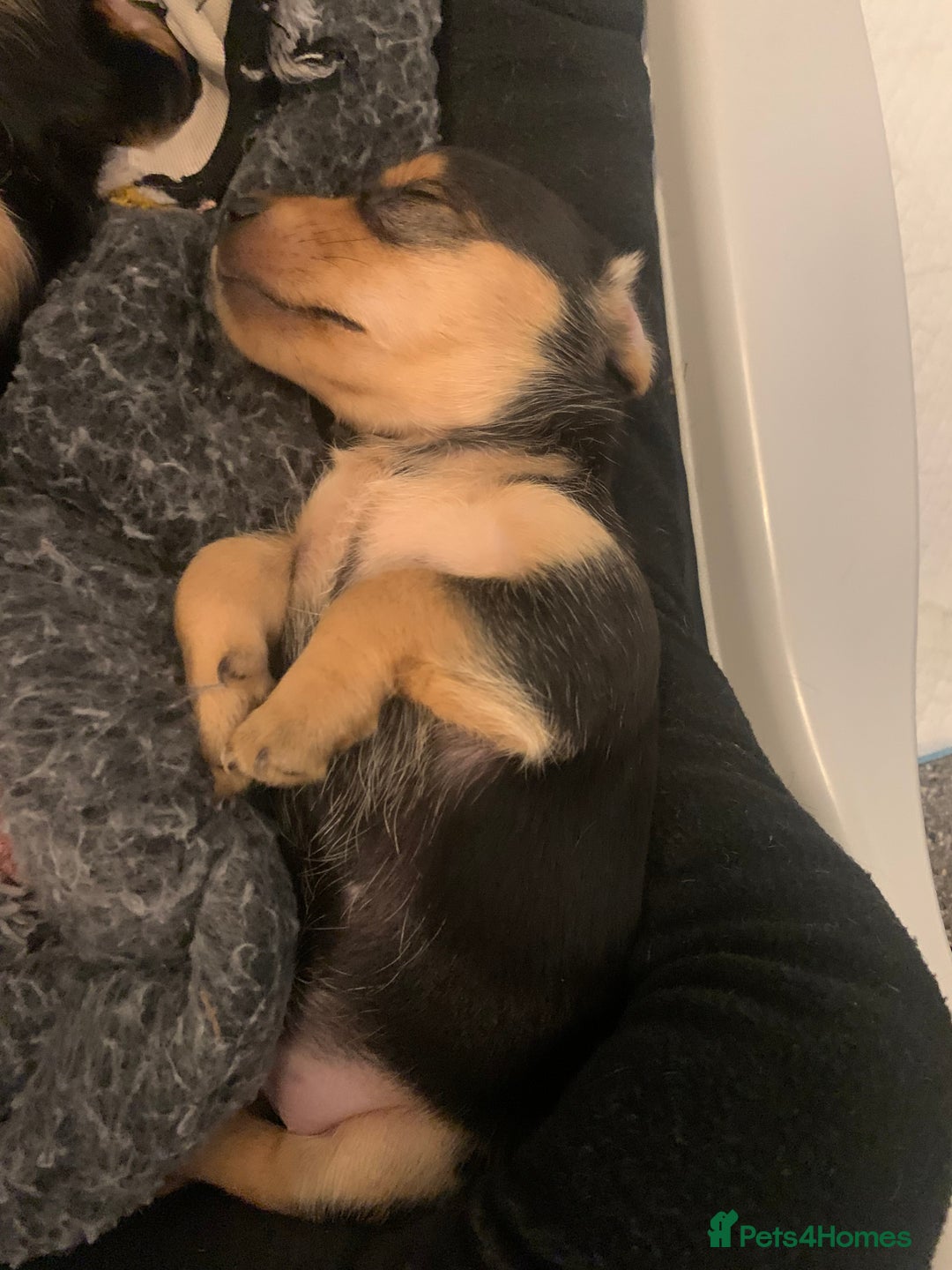 Mixed Breed dogs for sale: Miniature Dacshund/Miniature Yorkie ❤️❤️❤️ - Image 10