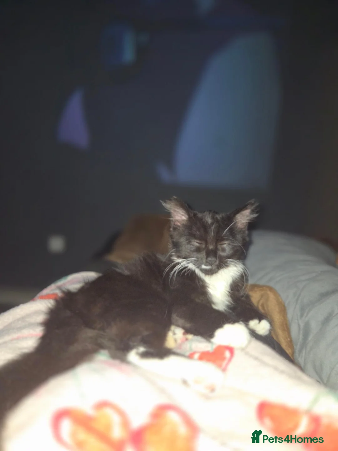 Mixed Breed cats for sale: Bandit  - Advert 2