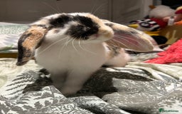 Mixed Breed rabbits for sale: Sweet Rabbit looking for a forever home - Advert 1