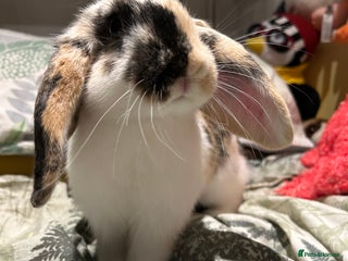 Mixed Breed rabbits for sale: Sweet Rabbit looking for a forever home - Advert 1