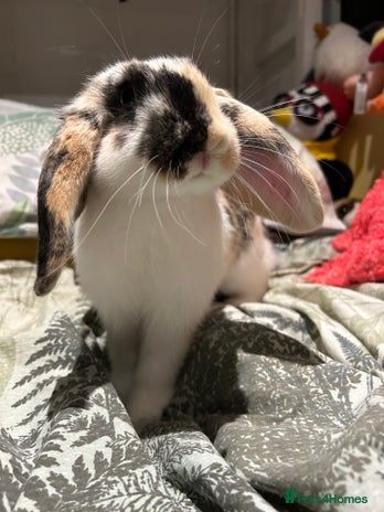 Mixed Breed rabbits Sweet Rabbit looking for a forever home - Advert 2