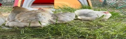 Chickens poultry for sale: Silkie feathered pekin hatching eggs  - Advert 3