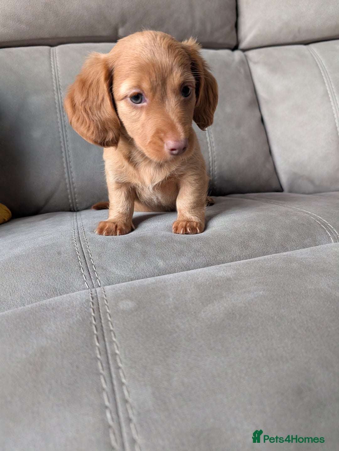 Miniature Dachshund dogs for sale: ✨ KC Piebald & Longhair Miniature Dachshund✨ - Image 5