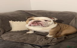 English Bulldog dogs for stud: Fawn English bulldog for stud - Advert 2