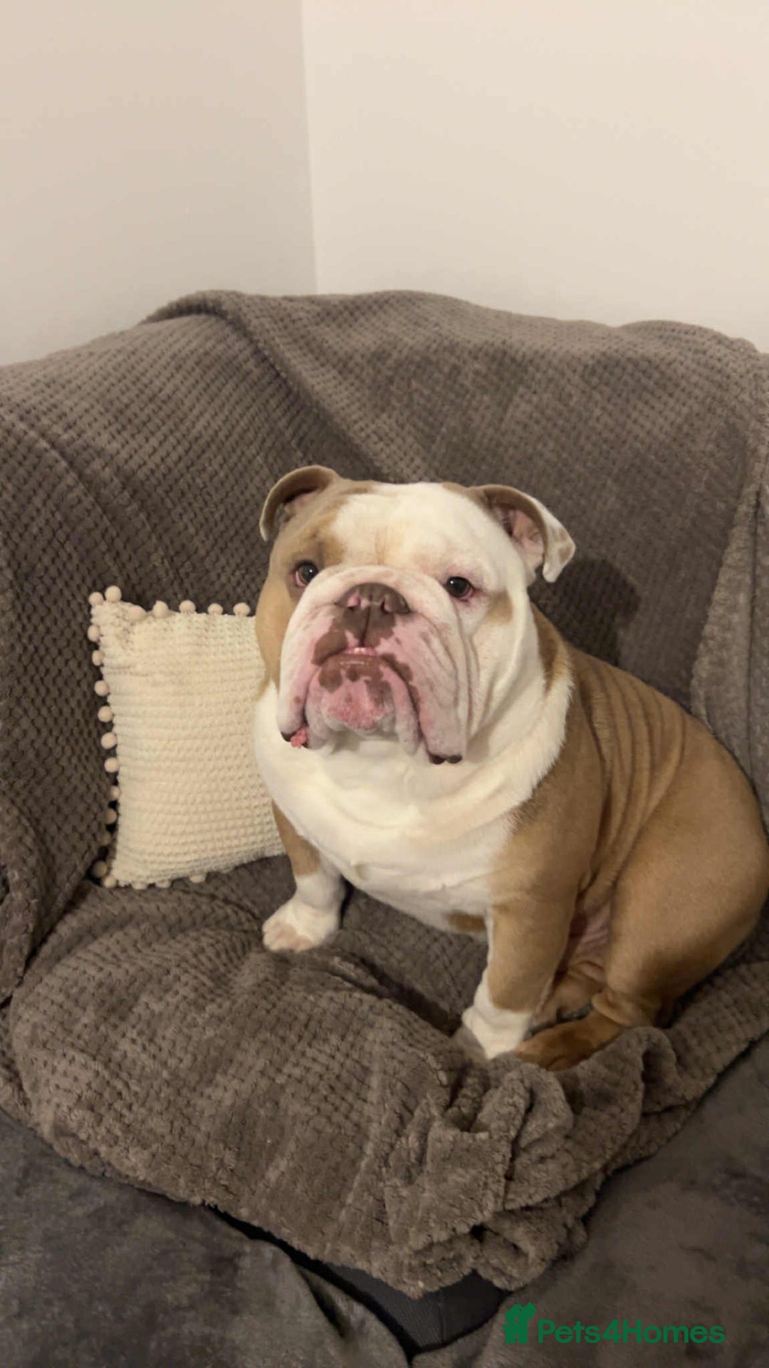 English Bulldog dogs for stud: Fawn English bulldog for stud - Advert 2