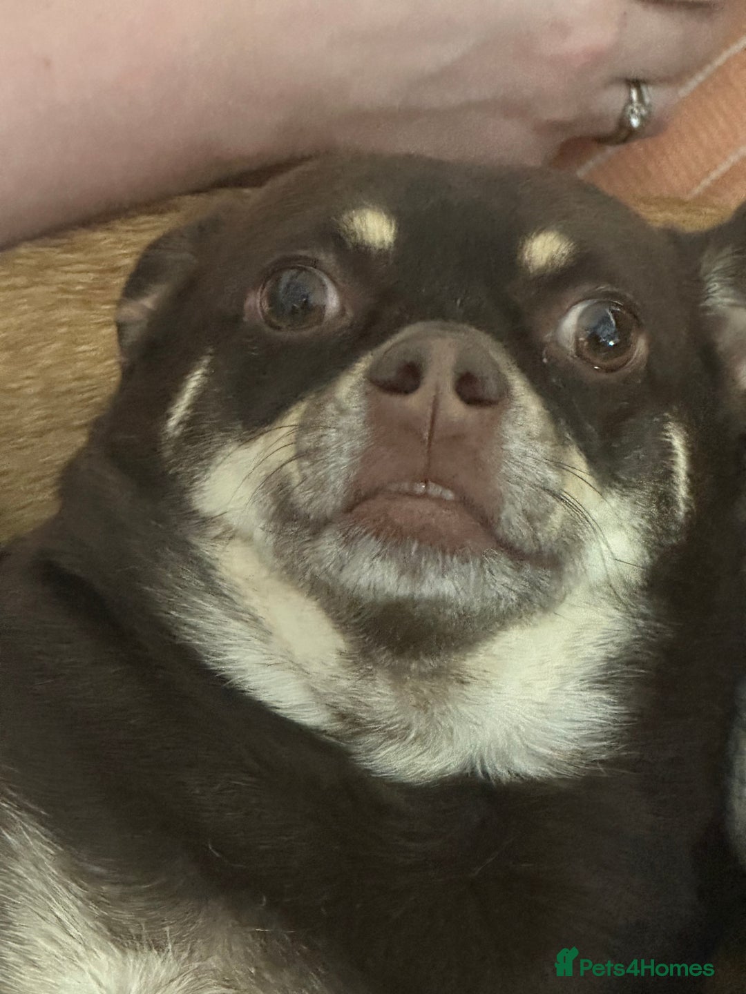 Pomchi dogs for sale: Choco- Reluctant rehoming - Image 5
