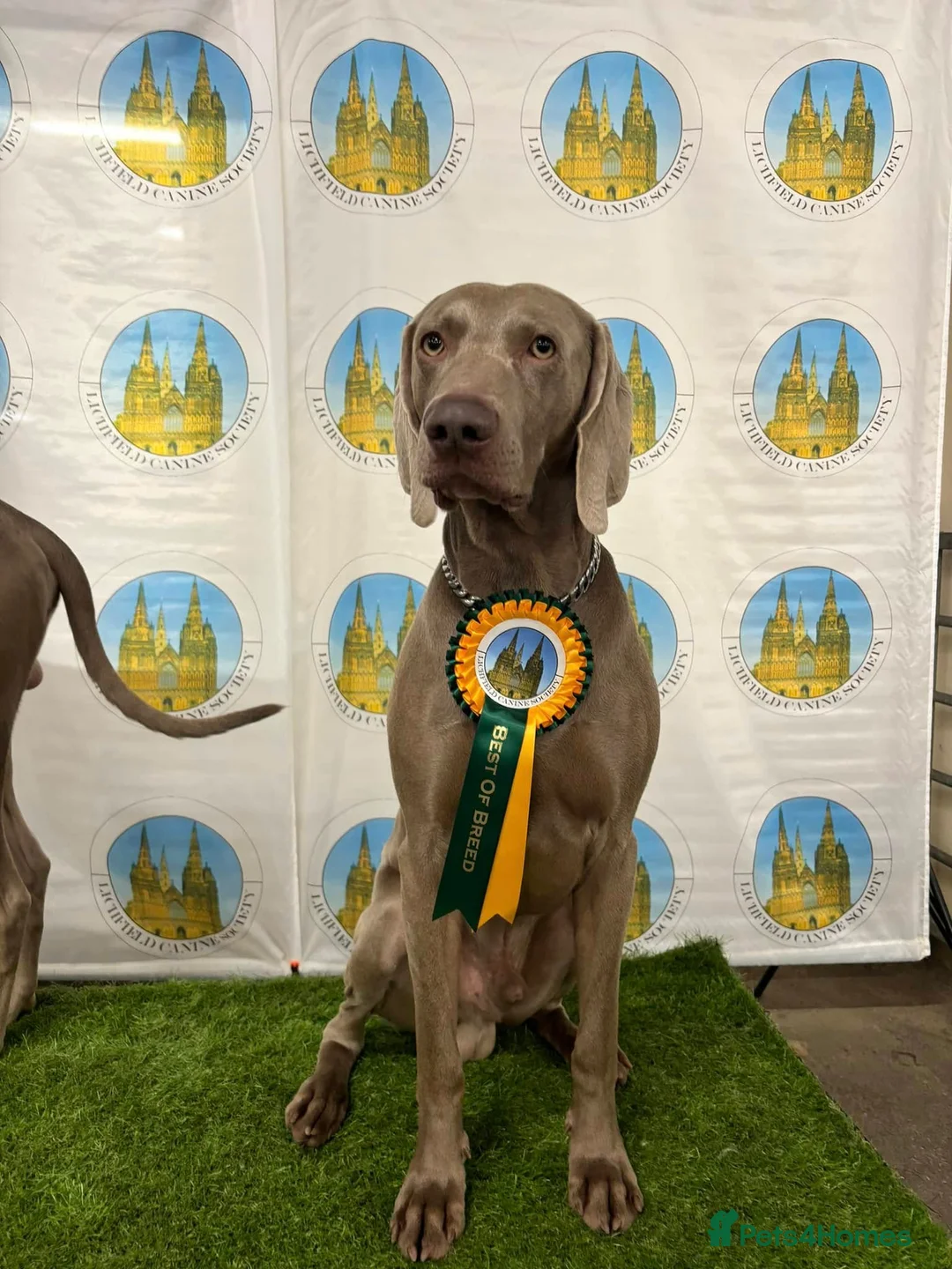 Weimaraner dogs for stud: **HEALTH TESTED** KC REG SHOW WEIMARANER FOR STUD - Advert 10