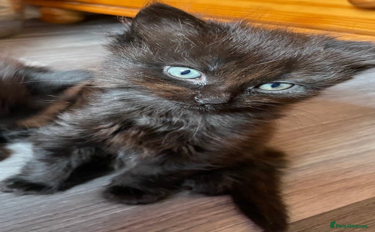 Mixed Breed cats - Advert 3