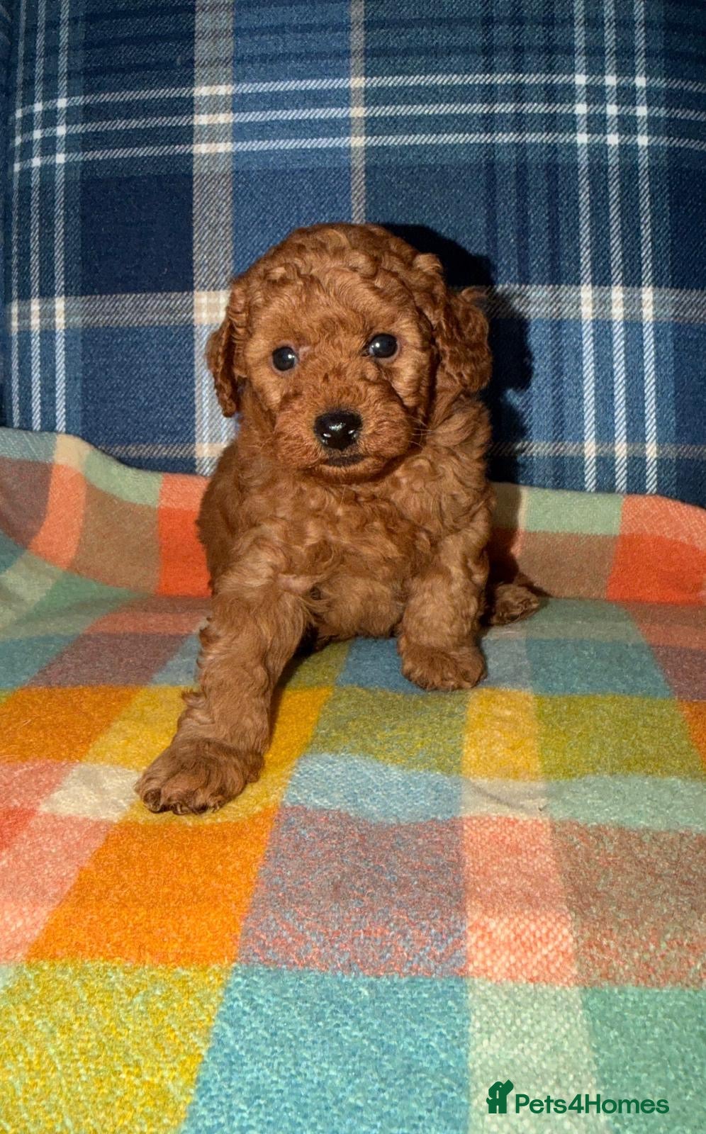 Miniature Poodle dogs Stunning KC Mini Poodle Boys  - Advert 2