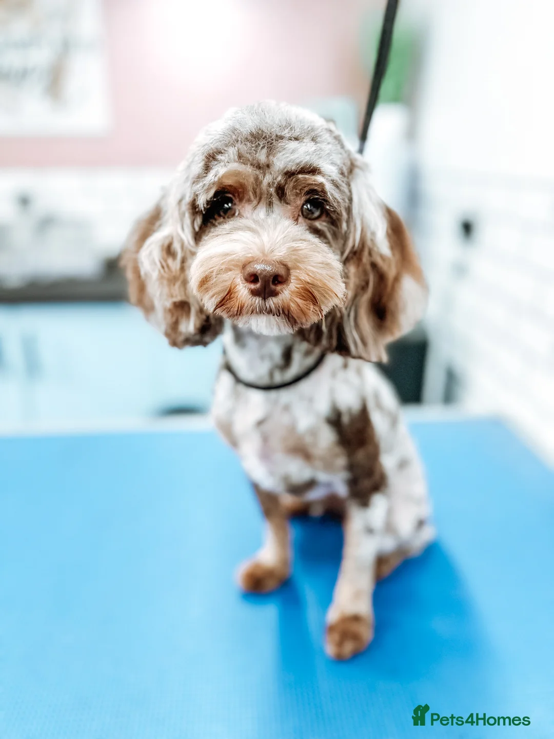Cavapoo dogs for sale: Exclusive April F1b Chocolate Merle - Waiting List - Advert 2