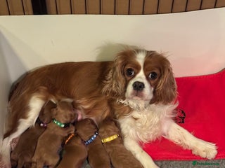 Cavapoo dogs Stunning F1 Toy Cavapoo’s 5* licensed breeder DNA - Advert 2