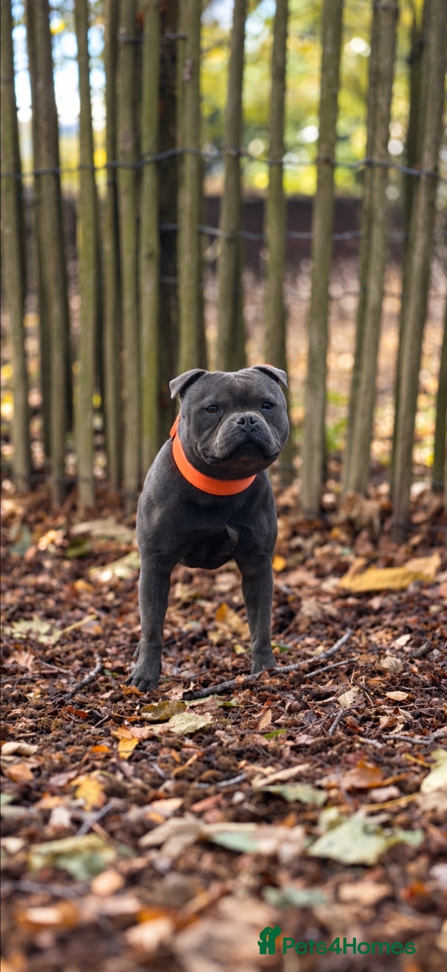 Staffordshire Bull Terrier dogs for stud: THE FAMOUS JOEY! Heavily Health-Tested Blue Stud!  - Advert 1