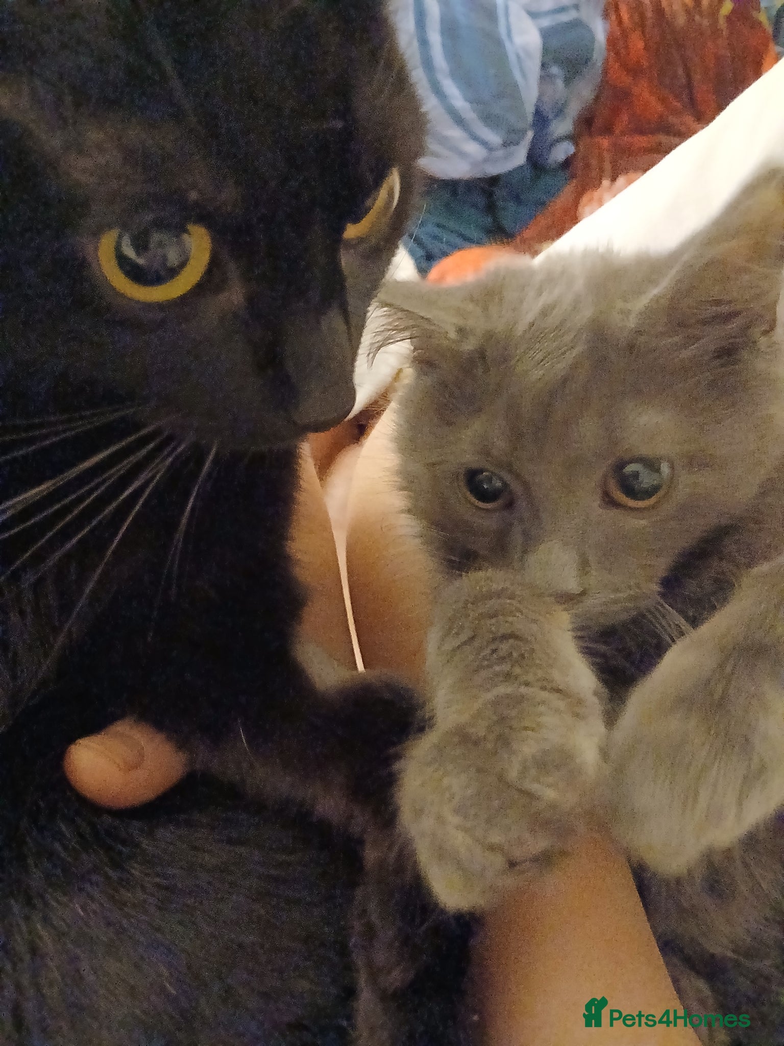 Nebelung cats Supper fluffy, cuddling attention seekers  - Advert 1