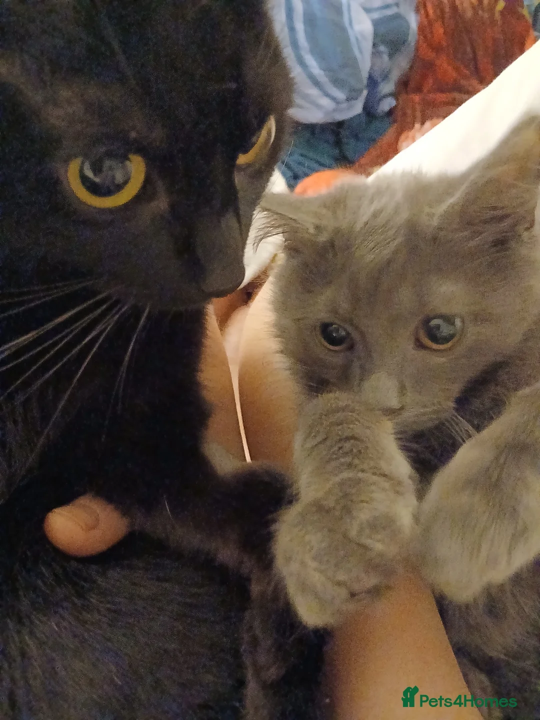 Nebelung cats for sale: Supper fluffy, cuddling attention seekers  in Ilkeston - Advert 1