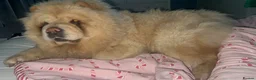 Chow Chow dogs for sale: KC Registered Female Chow Chow  - Advert 15