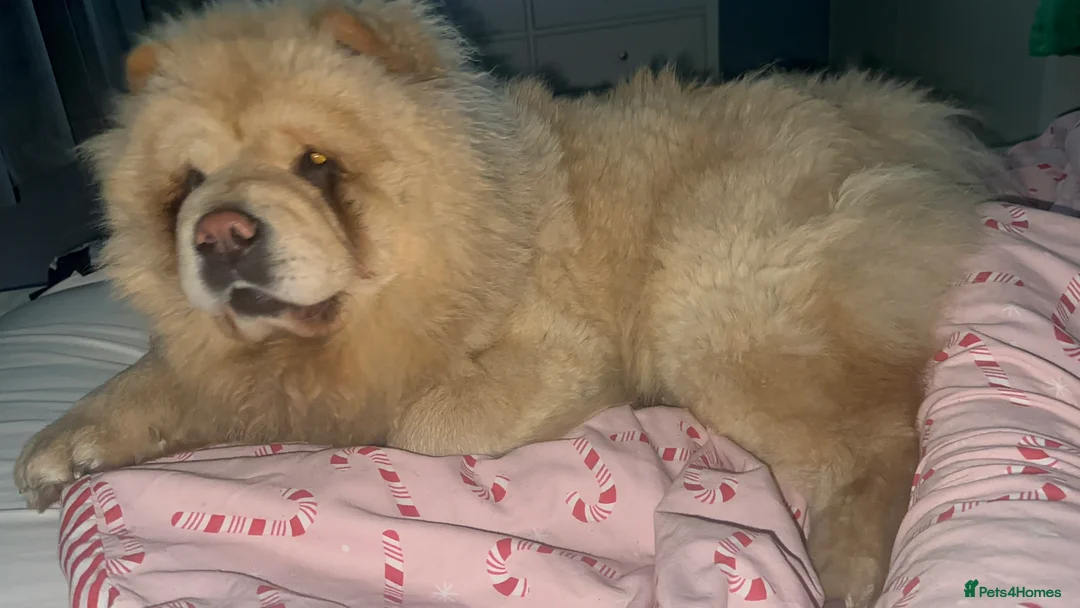 Chow Chow dogs for sale: KC Registered Female Chow Chow  - Advert 15