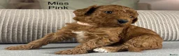 Double Doodle dogs for sale: A REALLY EXCITING MIX OF BREEDS. GORGEOUS!!! - Advert 34