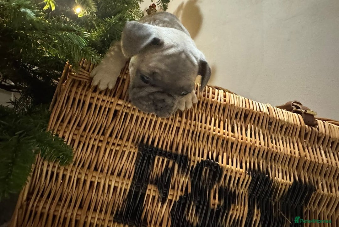 French Bulldog dogs for adoption: 🩷 COCO – Blue Fawn French Bulldog Girl - Advert 5