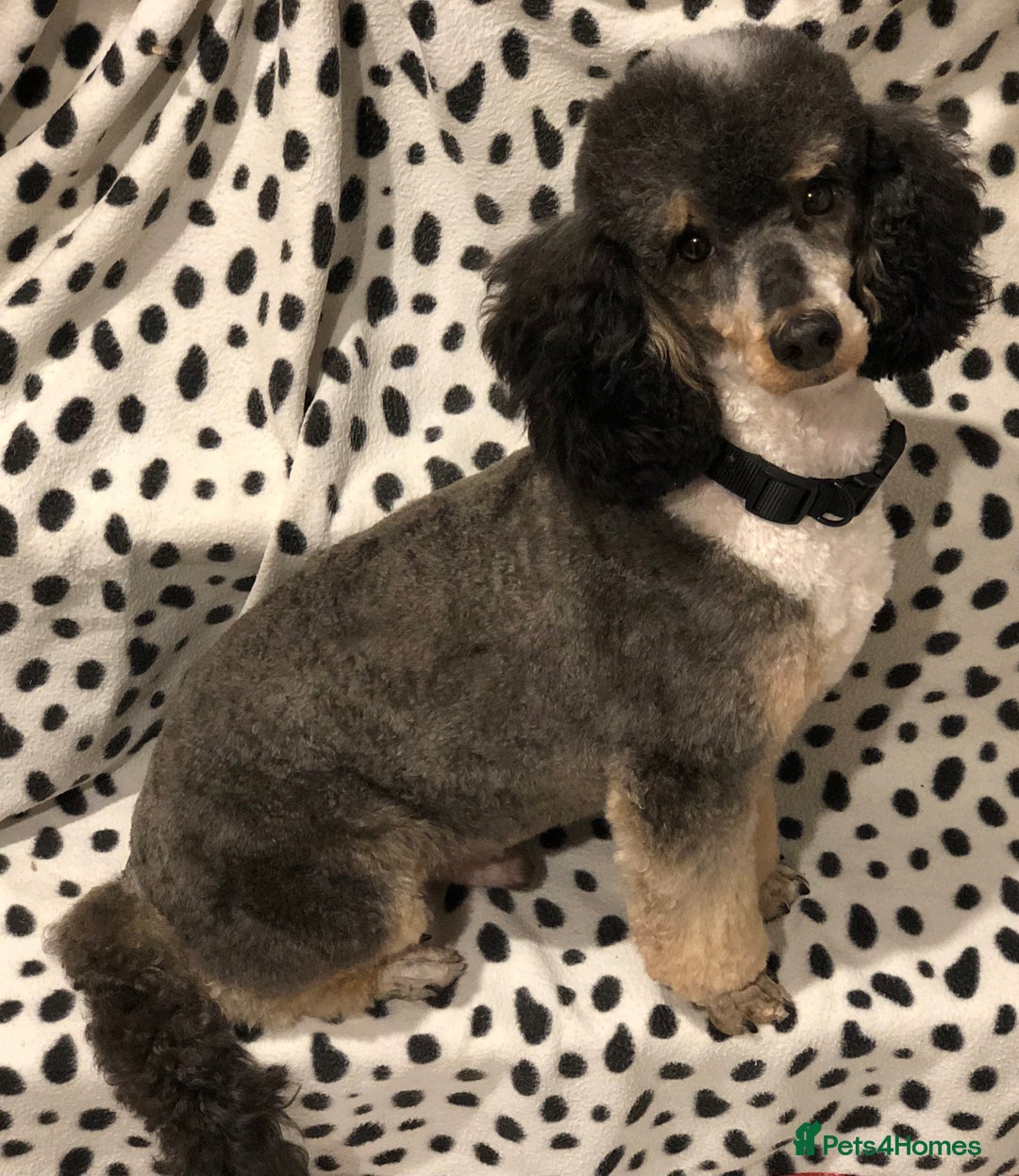 Toy Poodle dogs for stud: Tri Coloured Toy and Miniature studs in Northallerton - Image 7