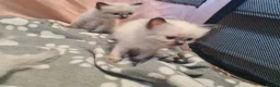 Ragdoll cats for sale: Ragdoll kittens  - Advert 2