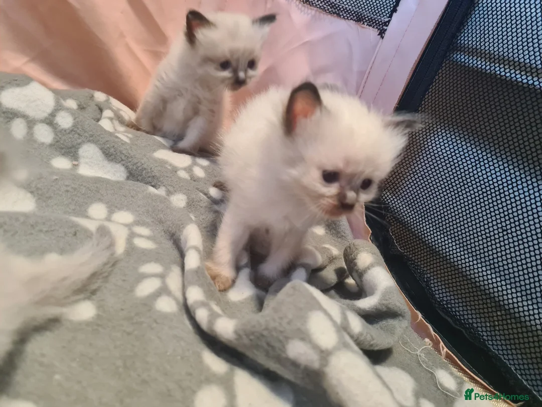 Ragdoll cats for sale: Ragdoll kittens  - Advert 2
