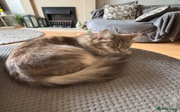 Mixed Breed cats for sale: Stunning Kittens  - Image 14
