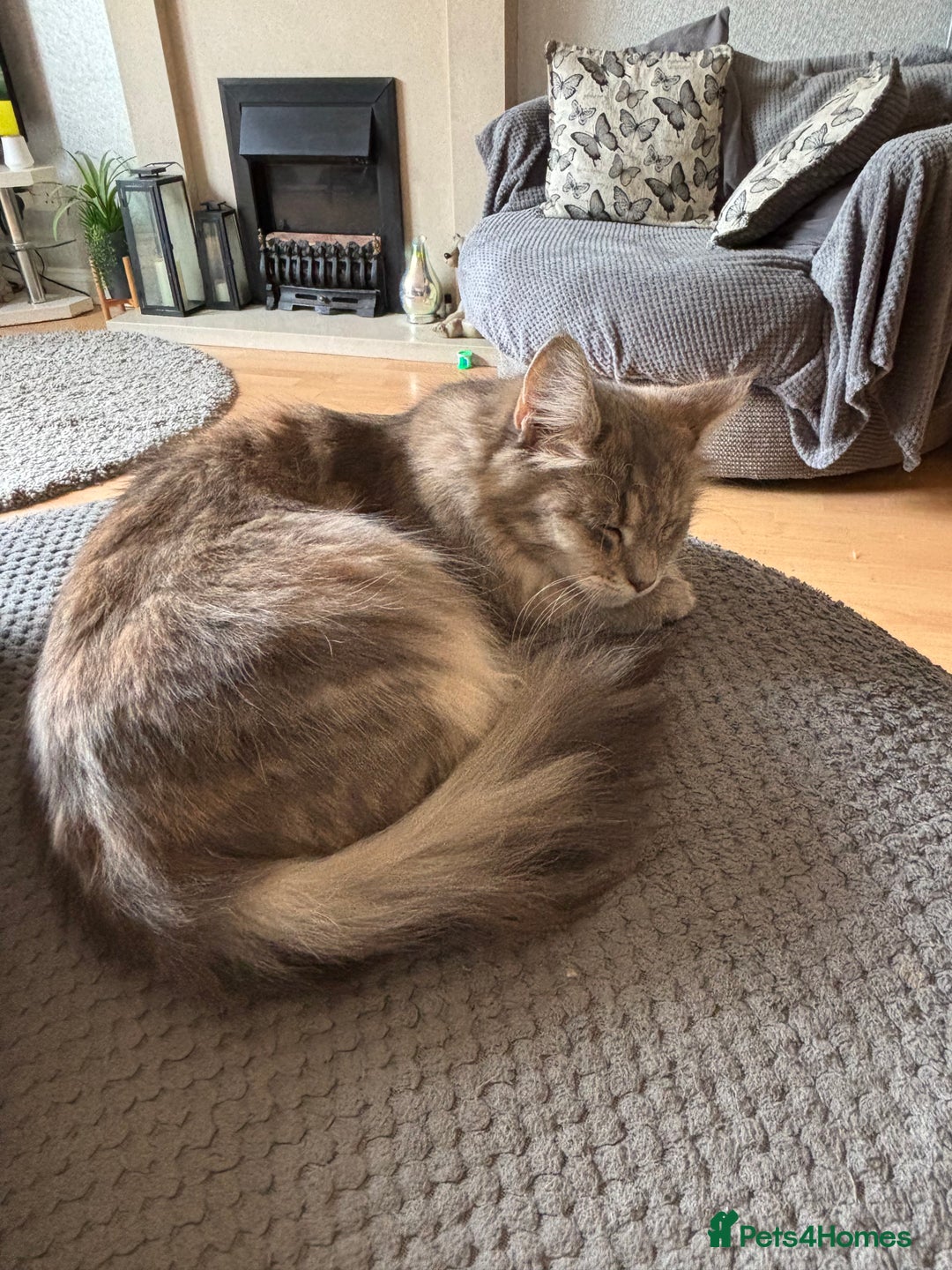 Mixed Breed cats for sale: Stunning Kittens  - Image 14