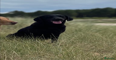 Labrador Retriever dogs - Advert 4