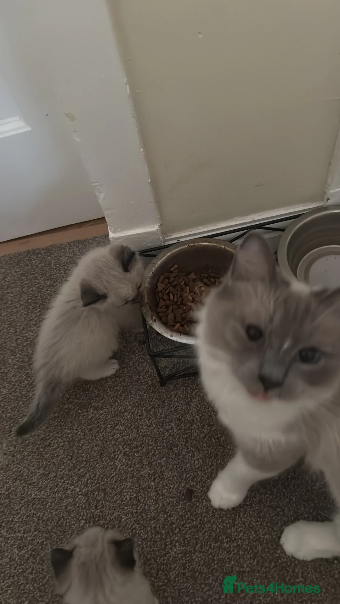 Ragdoll cats for sale: Ragdoll kittens - Advert 2