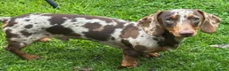 Miniature Dachshund dogs for stud: Stud Dog Miniature Dapple Smooth Haired Dachshund - Advert 2