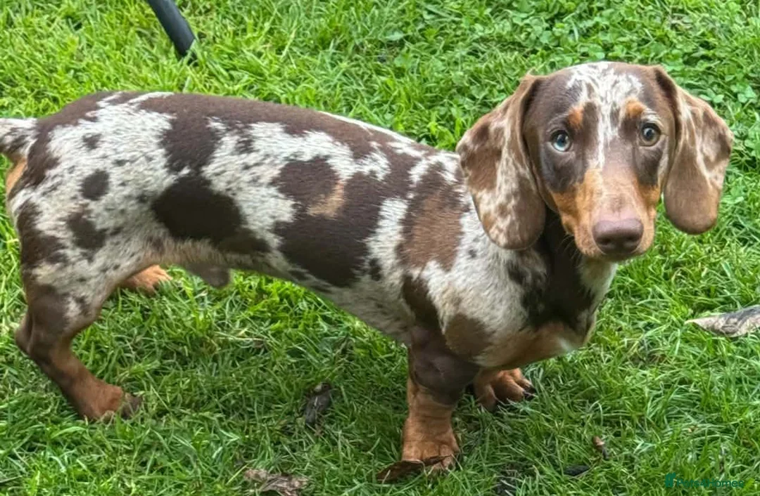 Miniature Dachshund dogs for stud: Stud Dog Miniature Dapple Smooth Haired Dachshund - Advert 2