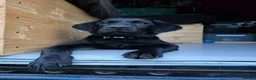Labrador Retriever dogs for sale: Male Black Lab Puppy - Advert 1