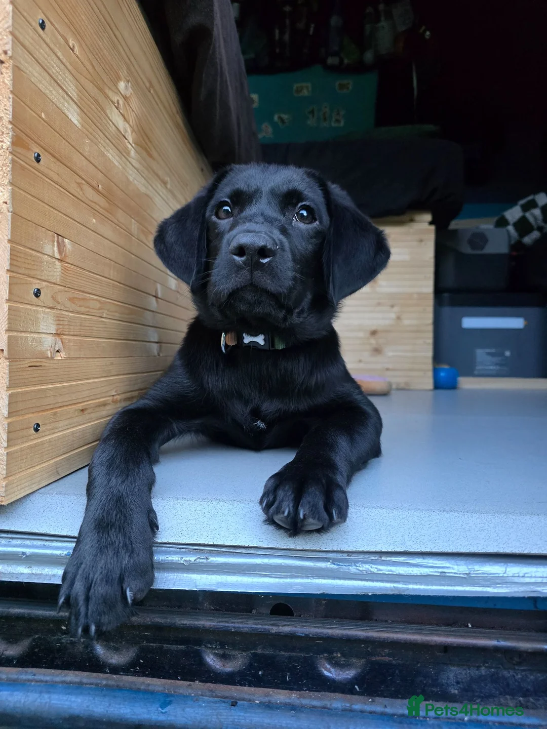 Labrador Retriever dogs for sale: Male Black Lab Puppy - Advert 1