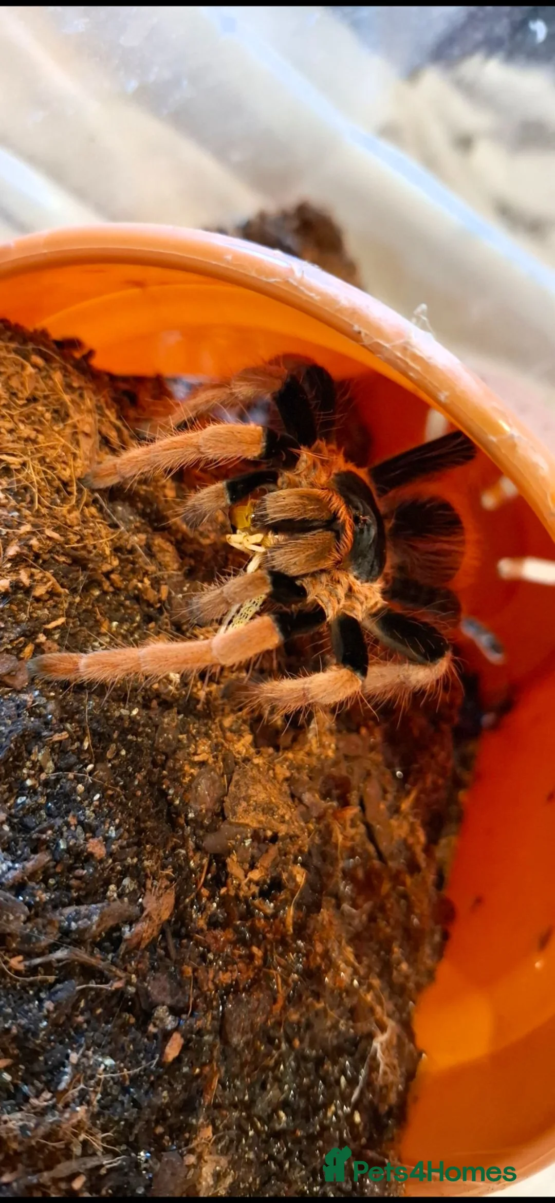 Tarantulas invertebrates for sale: 5 tarantulas for sale - Advert 2
