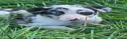 Border Collie dogs for sale: 8 Absolutely stunning Puppies Looking for new home in Montgomery - Advert 25