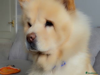 Mixed Breed dogs Darcy - Advert 1