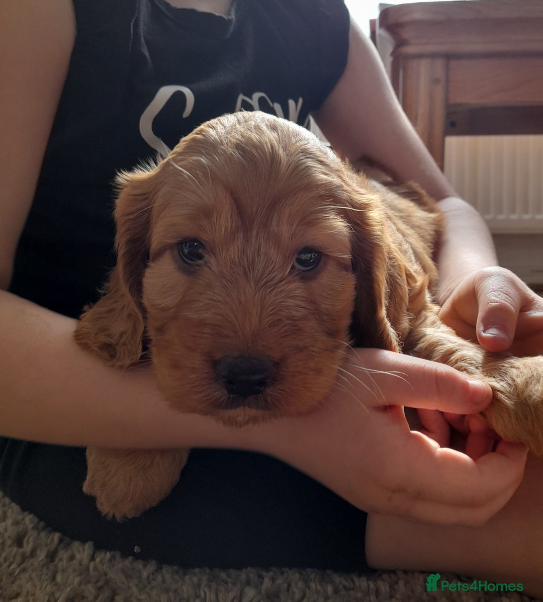Cockapoo dogs for sale: Beautiful F1 red/golden cockapoo puppies - Image 18