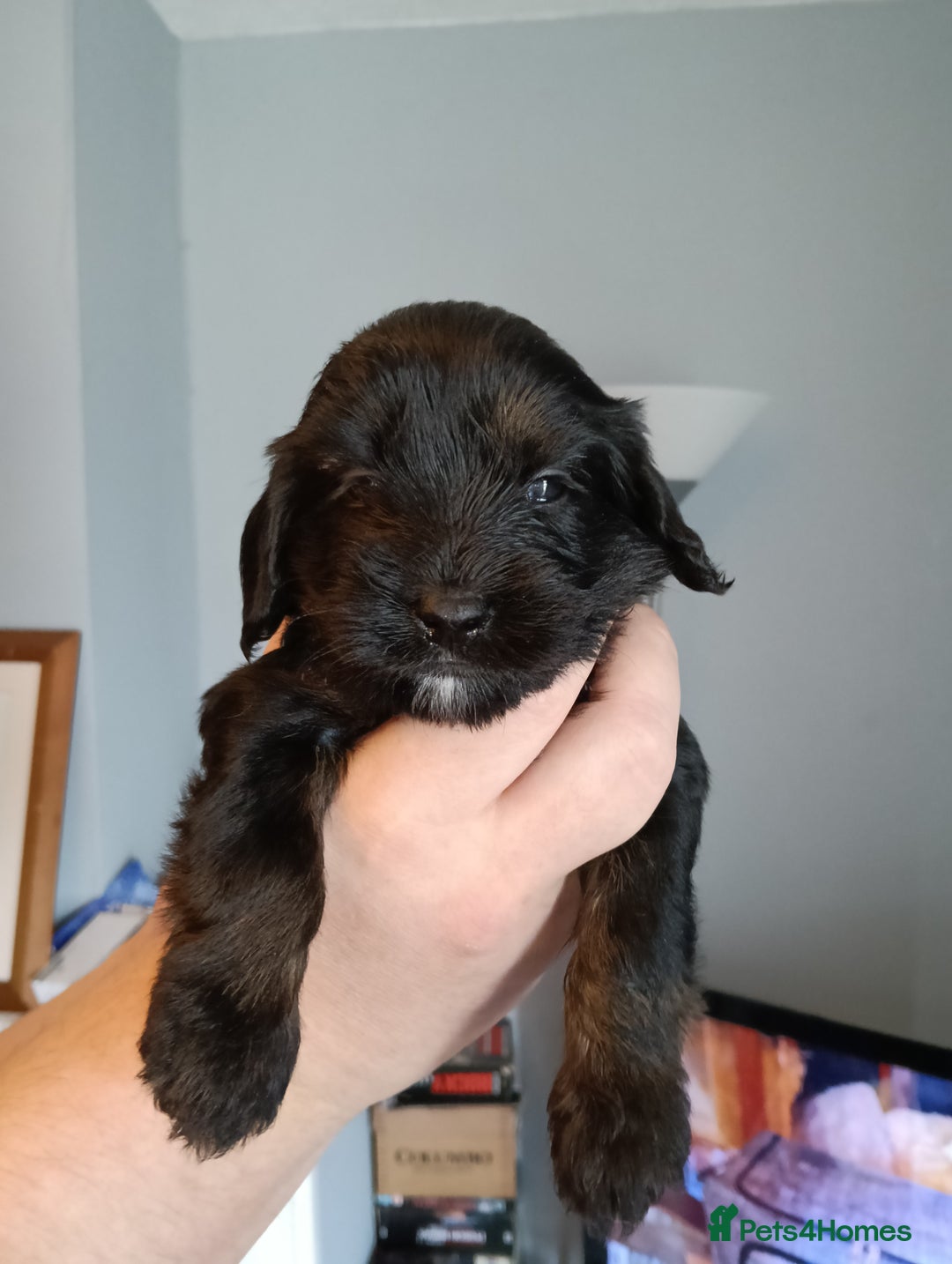 Mixed Breed dogs for sale: 6 Beautiful mixed breed puppies  - Image 12