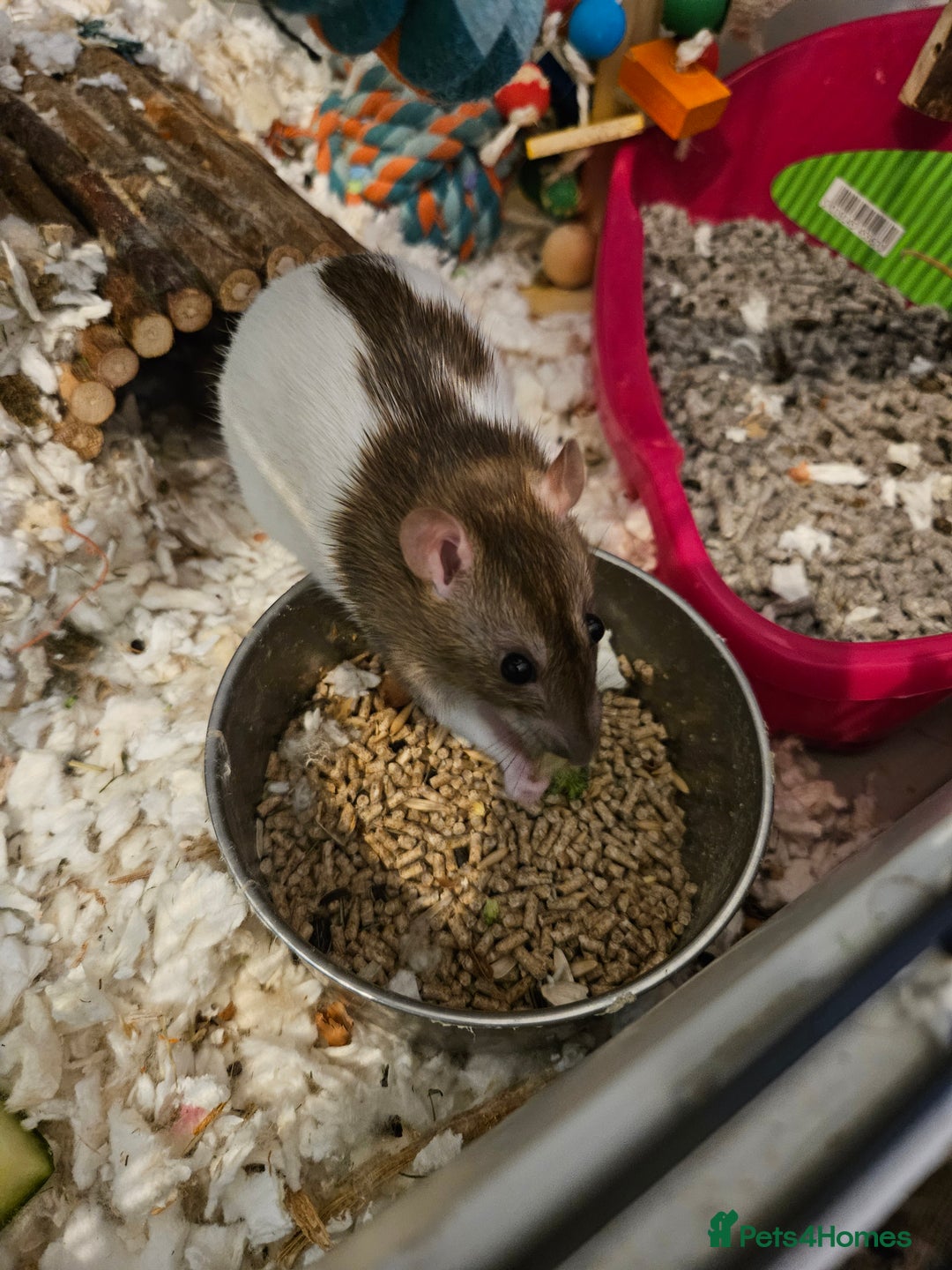 Rat rodents for sale: 2 female rats  - Image 3