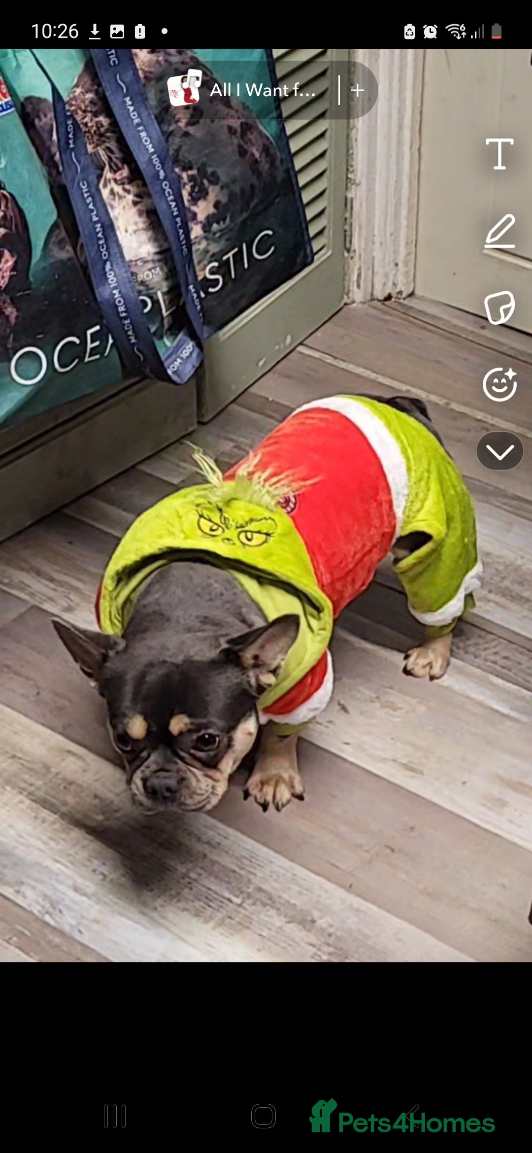 French Bulldog dogs for sale: Frenchie pups  - Advert 8